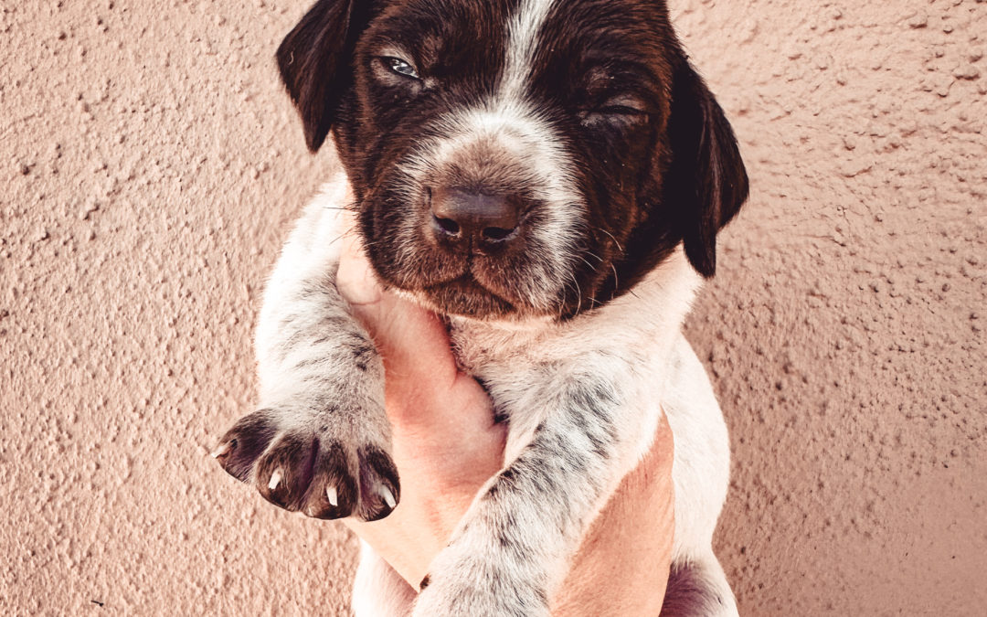 Our Limited Vaccination Protocol